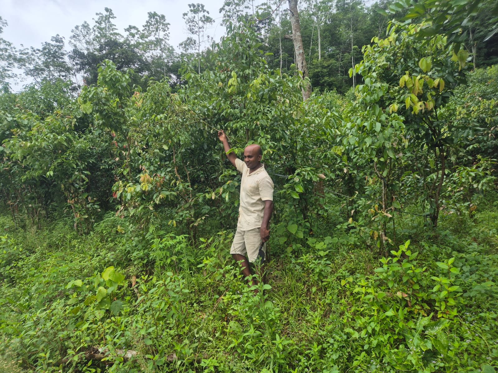 Nuestro socio mostrando la plantación de canela